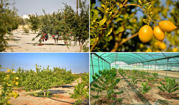 How Saudi Arabia is building a sustainable agricultural sector through innovation