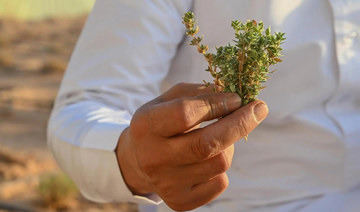 Arar thrives with endangered northern wild thyme cultivation