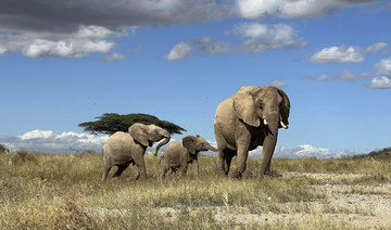 In this undated photo, an African elephant matriarch leads her calf away from danger in northern Kenya. (AP)