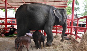 Rare elephant twins born in dramatic birth in Thailand