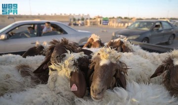 Slaughterhouses in the Riyadh region received 8,623 slaughters on the fourth day of Eid Al-Adha. (SPA)