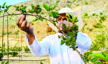 The blackberry cultivation initiative in Al-Baha has thrived, with more than 30,000 bushes planted to date. (SPA)
