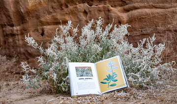 The book highlights over 80 plant species that flourish in AlUla’s diverse landscapes. (Supplied)