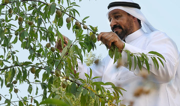 Saudis are still nuts about almonds amid revival in cultivation