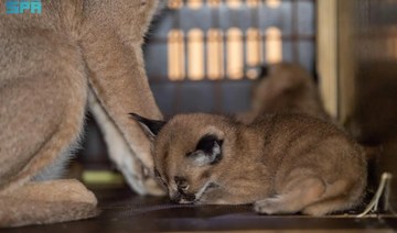 Two lynx kittens born at Prince Saud Al-Faisal National Center in Taif