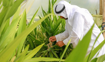 Baha farmer spices up region’s agriculture with cardamom