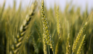 Saudi wheat farmers receive $78.7m in payments