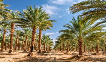 Saudi Arabia to bolster food security with 5 new investment projects in Al-Baha region 