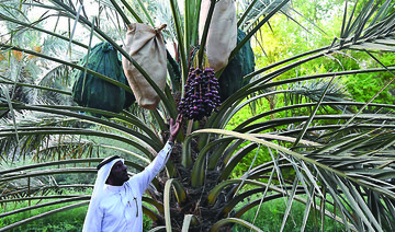 NEOM-KAUST partnership to target insects threatening Saudi Arabia’s 36 million palm trees