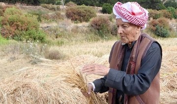 Kernels of promise in Asir as farmers ready for summer harvest