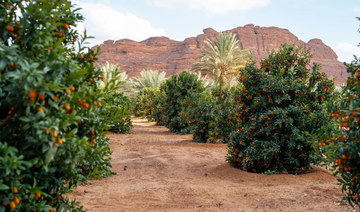 The fruit season seeks to empower the seasonal cycles of AlUla’s farms. (SPA)