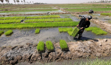 Iraq resumes rice cultivation after two-year ban with new climate friendly strain