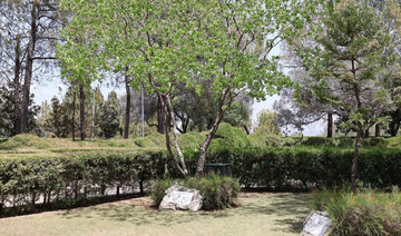 The Sapium sebiferum, or Chinese tallow tree, was planted by King Faisal during his 1966 visit to Pakistan. (SPA)