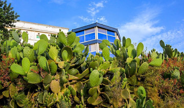 Looking sharp: Prickly pear cactus takes over Baha
