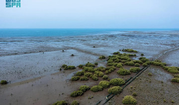 Coastal mangrove-growing program in Saudi on track