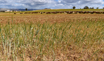 How climate change is exacerbating food insecurity, with dangerous consequences for import-reliant Middle East