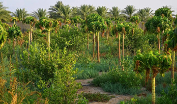Saudi markets receive over 29 tonnes of seasonal produce from Qatif oasis farms