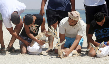 Volunteers are preparing to release three of the eight rhim gazelles — wrapped in protective blankets — on Farwa Island. (AFP)