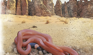 How a newly classified species of snake was discovered in Saudi Arabia’s ancient AlUla oasis