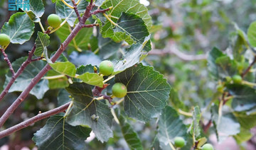 Saudi Arabia is now self-sufficient in fig production, says agriculture ministry