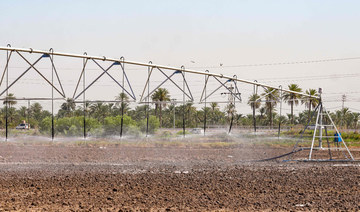 Farmers innovate to save Iraq’s rice production