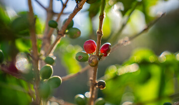 The Saudi Coffee Company Academy has launched a program in the Asir region to enhance coffee cultivation. 