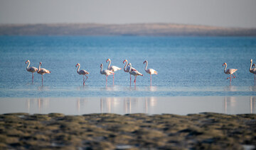 Why Saudi Arabia’s Farasan Islands are a haven for flamingos 