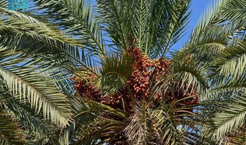 Boost for regional economy as AlUla’s palm farms produce over 100,000 tonnes of dates annually