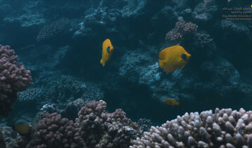 How a Saudi university’s AI solution is revolutionizing Red Sea coral conservation