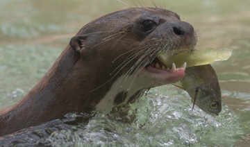 A river otter attacks a child at a Seattle-area marina