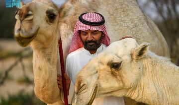 Bandar Al-Adwani, a camel owner, poses with his beloved camels. (SPA)