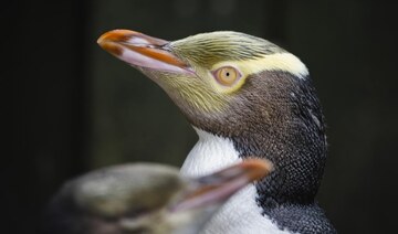 Shy penguin wins New Zealand’s bird election after campaign filled with memes and tattoos