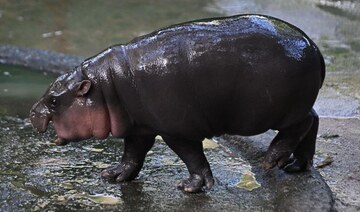 Thai baby hippo Internet star draws thousands to her zoo