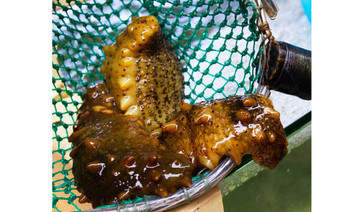 Chinese search sea cucumbers in Sierra Leone islands