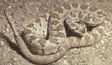 California teen steps into rattlesnake nest, survives