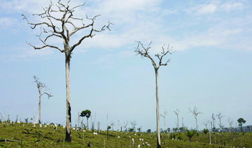 Brazil forest protection turns to digital world