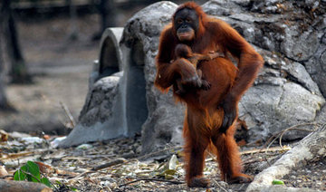 Smoking Indonesian orangutan gives birth