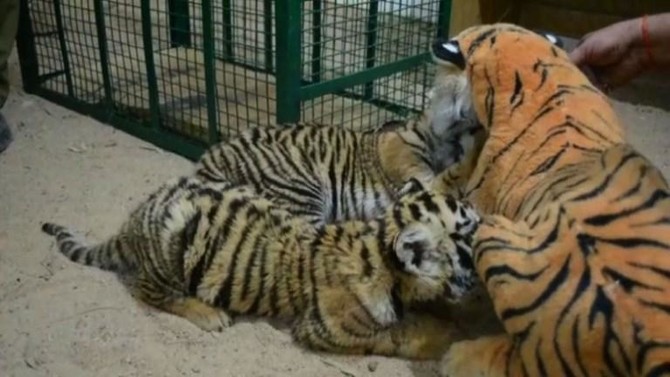 Tiger cubs and their mom at animal refuge center 