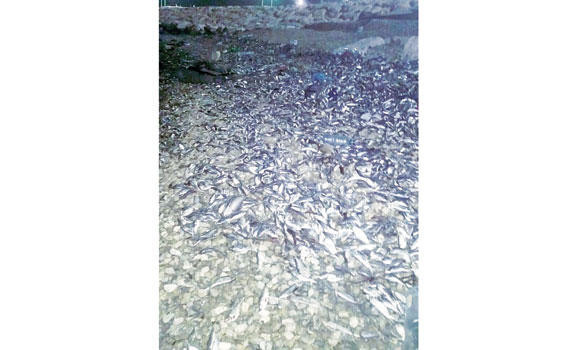 Flood of dead fish along coast surprises Qatif