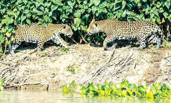 Brazil’s Pantanal needs careful management