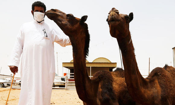 MoH warns of risks of contracting MERS-CoV from camels