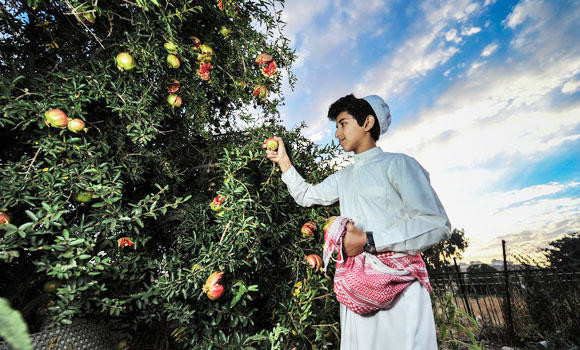 Al-Baha man sells pomegranates online