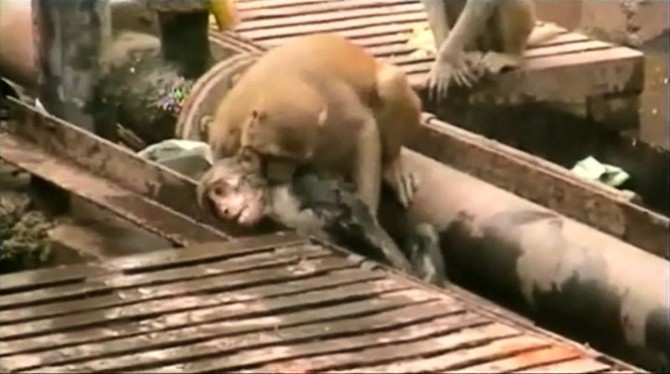 Monkey brings electrocuted friend back to life