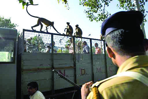 Toxic biscuits kill 14 monkeys in India