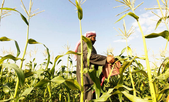 Sandstorms
destroy 40%
of EP crops