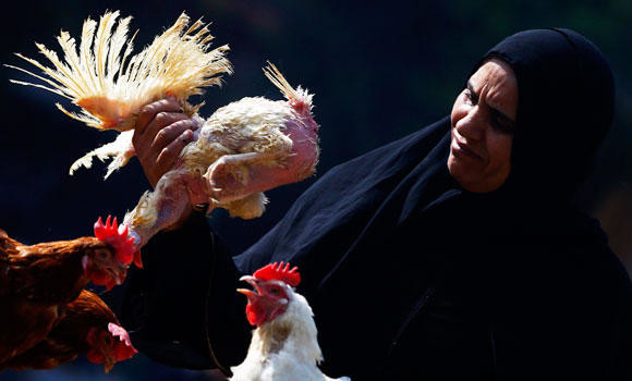 Egypt woman dies of bird flu: 2nd death in January