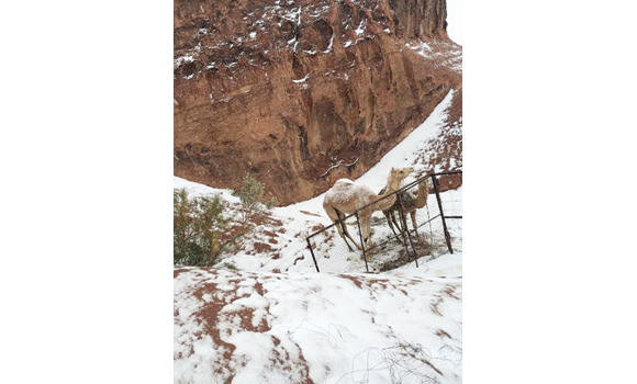 Snow blankets Tabuk