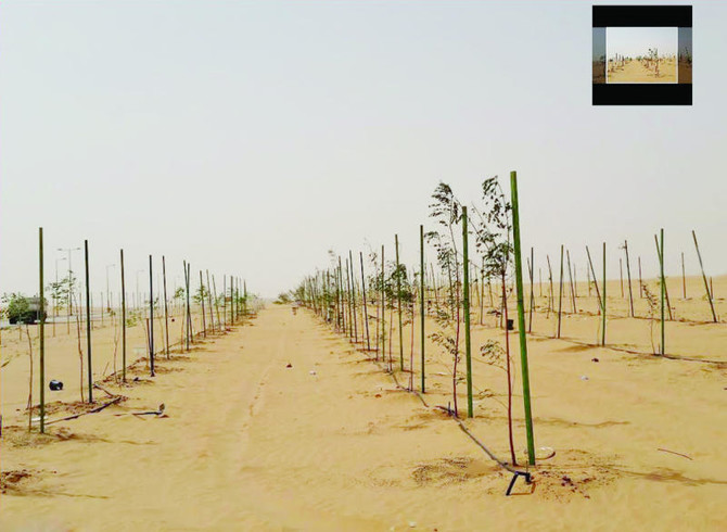 Aramco plants 2,300 trees with water-saving polymer