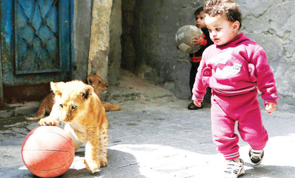 Lion cubs turn into stars of Gaza family