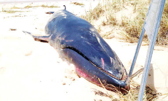 Rare Omura’s whale washes up in Australia | Arab News